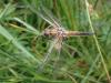 Libellula quadrimaculata